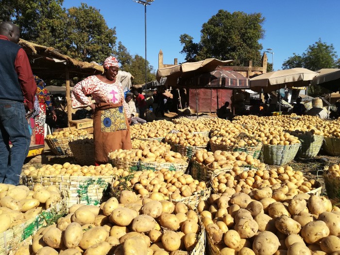 Pomme de terre: Les bonnes nouvelles du champ